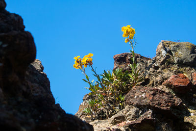 Low angle view of flowering plant against rock formation