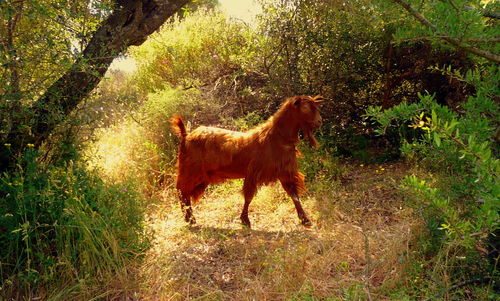 Horse standing in grass