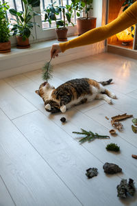 Cat sitting on floor