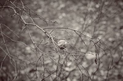 Close-up of dried plant on field