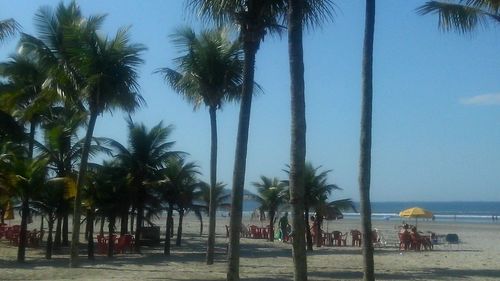 Palm trees on beach