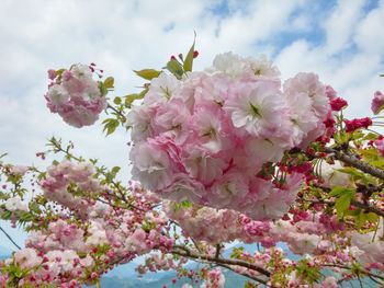 Low angle view of pink flowers blooming on tree