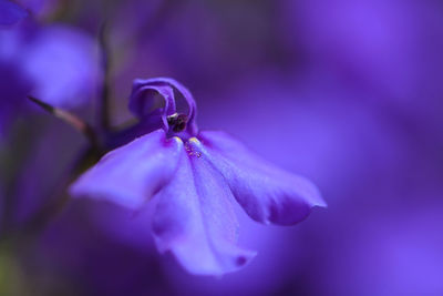 Close-up of lobelia flower