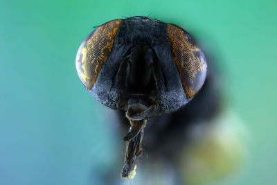 Close-up of insect