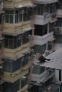 Close-up of bird perching on wall