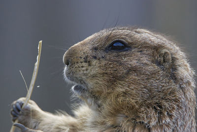 Close-up of rabbit