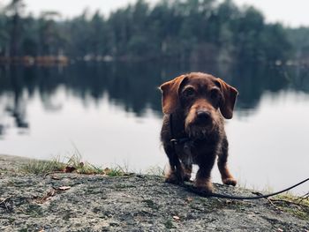 Portrait of dog sitting on lake