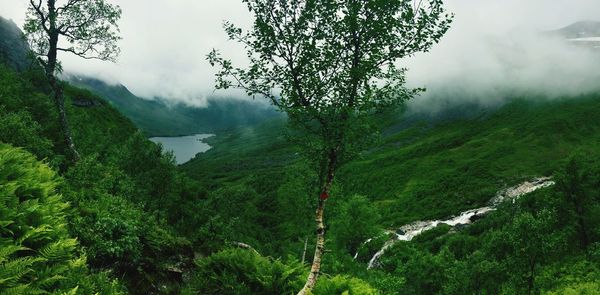 Scenic view of forest against cloudy sky