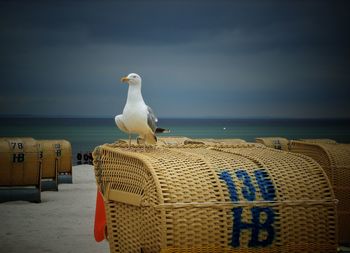 Seagull on beach