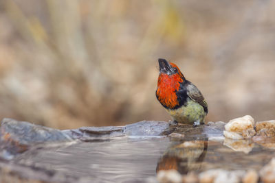 Close-up of bird perching on wood