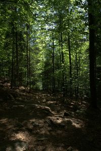 Footpath amidst trees in forest