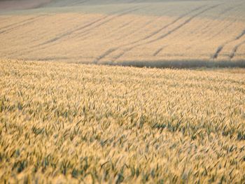 Scenic view of wheat field