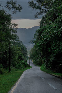 An empty road to the green forest in selama, perak, malaysia.
