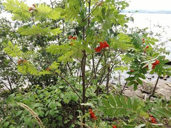 Red flowers growing on tree