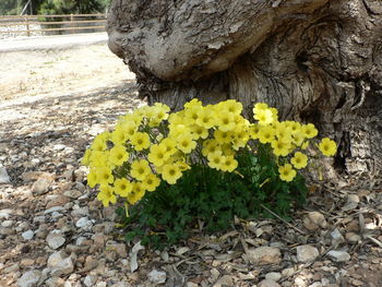 Close-up of yellow flowers