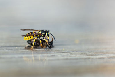 Close-up of fly on a table