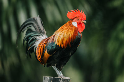 Close-up of rooster