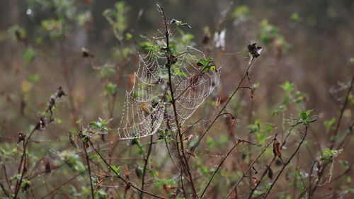 Spiderweb covered in morning dew