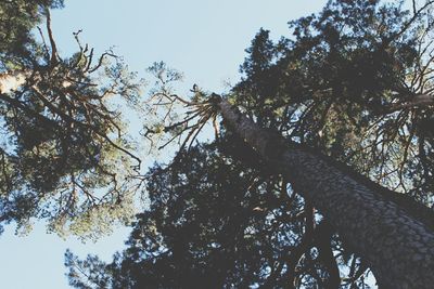 Low angle view of trees against sky