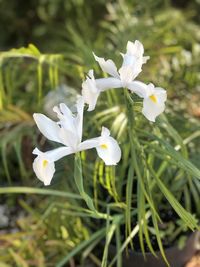 Close-up of white flowering plant