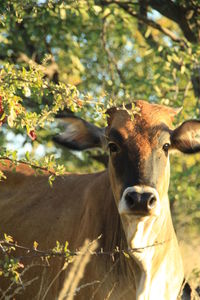 Portrait of a cow, namibia 