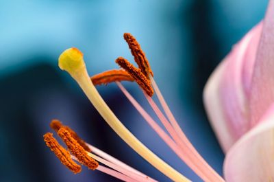 Close-up of plant against blurred background