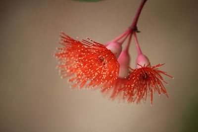 Close-up of red flowering plant