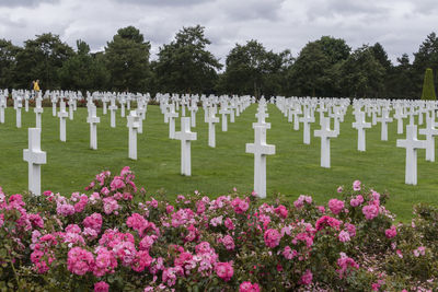 View of white flowers in cemetery