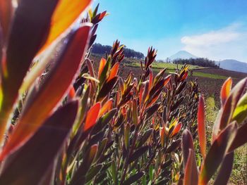 Close-up of crops growing on field against sky