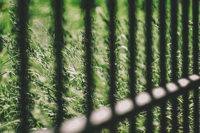 Full frame shot of plants growing on field