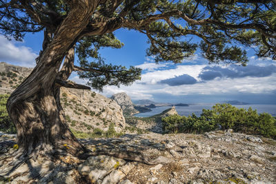 Trees growing on rock against sky
