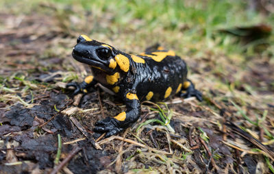 Close-up of lizard on field