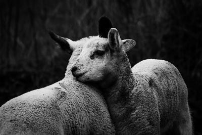 Sheep leaning in embrace 