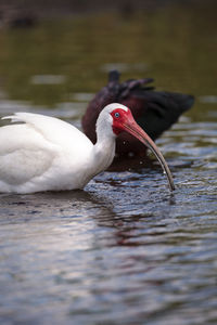 White ibis bird eudocimus albus wades through a marsh and forages for food in the myakka river 
