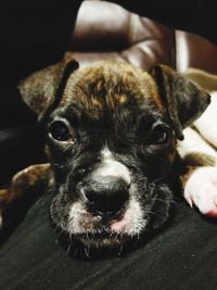 Close-up portrait of dog