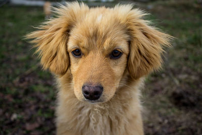 Close-up portrait of dog