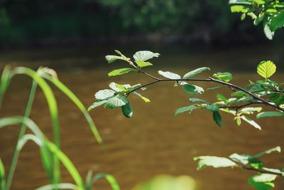 Close-up of flowering plant