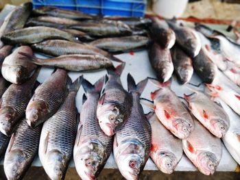 High angle view of fish for sale in market