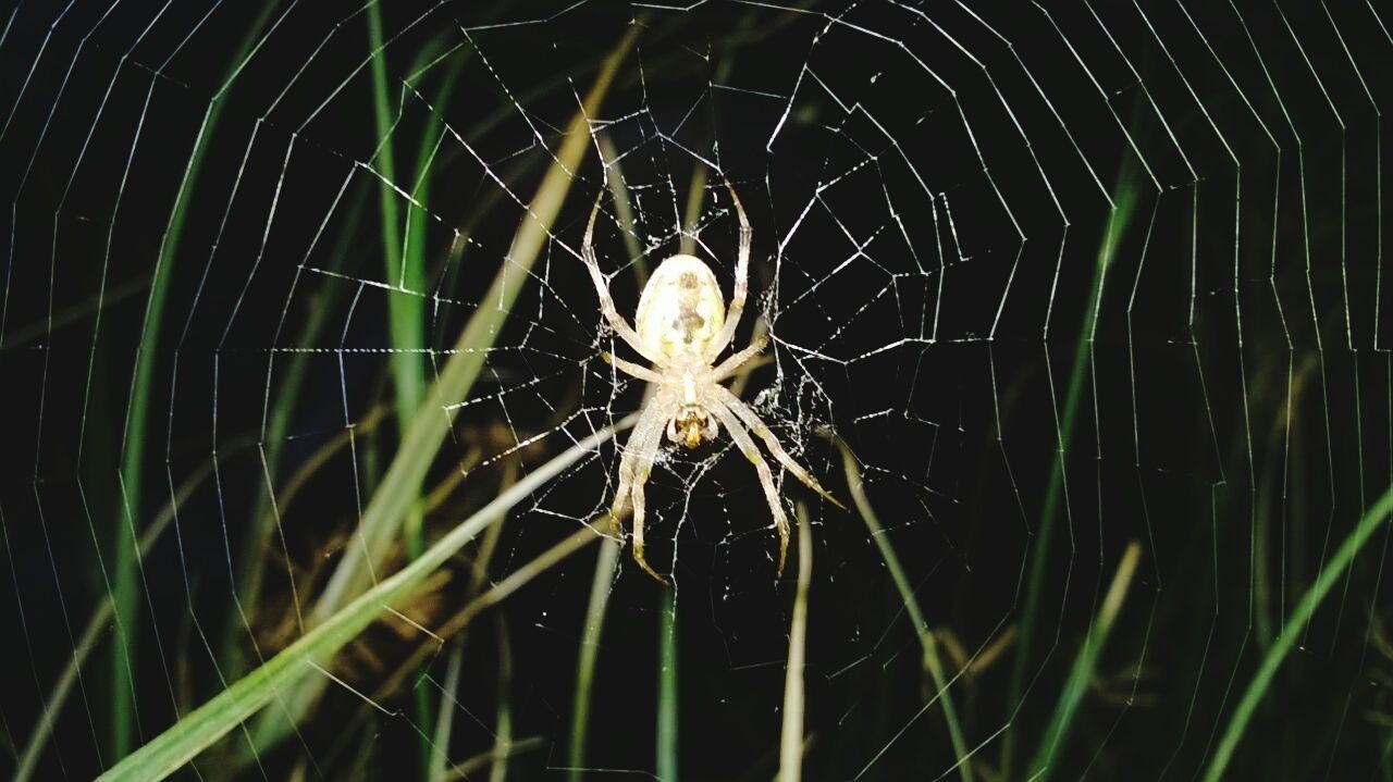 spider web, spider, animal themes, one animal, spinning, insect, focus on foreground, close-up, fragility, web, outdoors, animals in the wild, no people, night, wildlife, complexity, nature, intricacy, selective focus, pattern