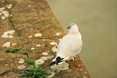 Close-up of seagull perching on rock