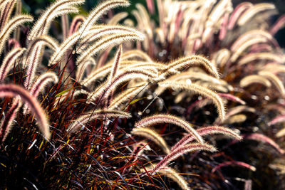 Detail shot of plants