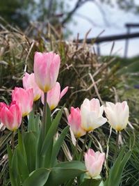 Close-up of pink flowers