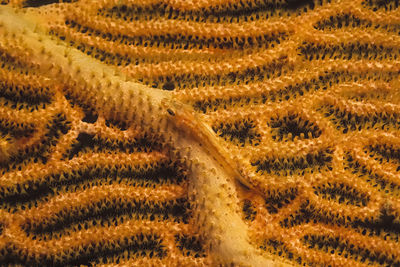 A small orange fish camouflaged on a fan coral in madagascar.