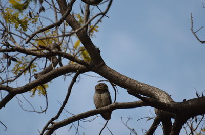 Low angle view of bird perching on branch