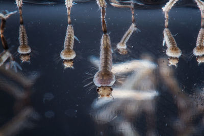 Close-up of jellyfish swimming in water