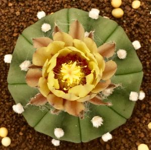 High angle view of yellow flower blooming outdoors