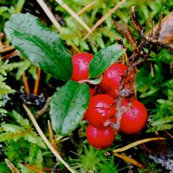 Close-up of red berries on plant