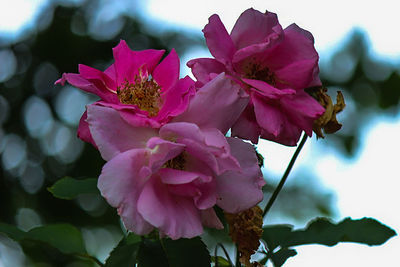 Close-up of pink flowers