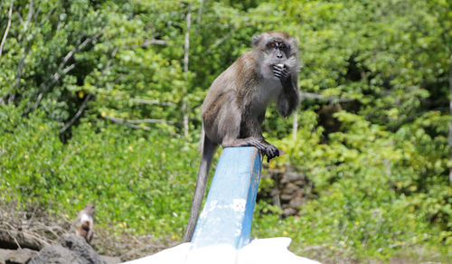 Monkey on tree