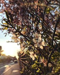 Close-up of cherry blossoms in spring